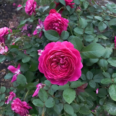 Cartonnage Rose