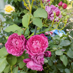 Cartonnage Rose