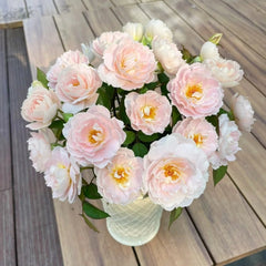 Cefiro Rose