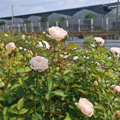 Cefiro Rose