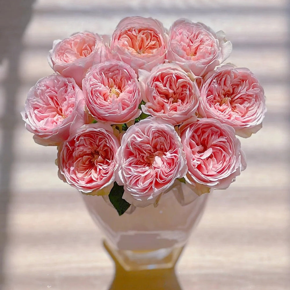 Celebretini Rose