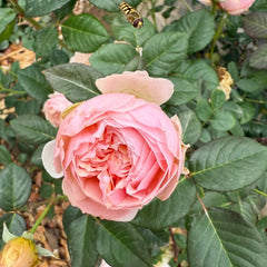 Celebretini Rose