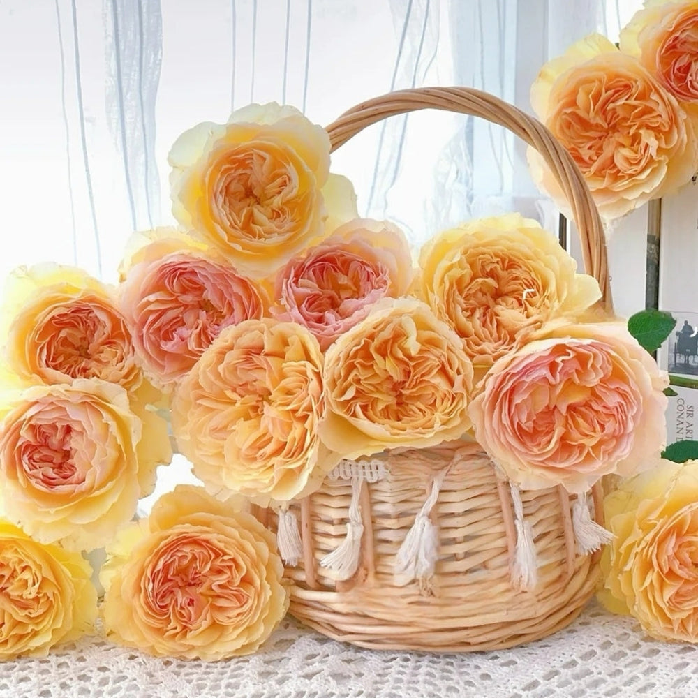 Cephalaria Rose