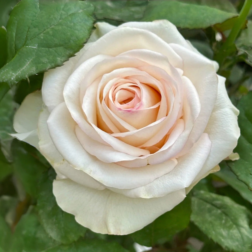 Chablis Rose