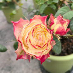 Chapeau Rose
