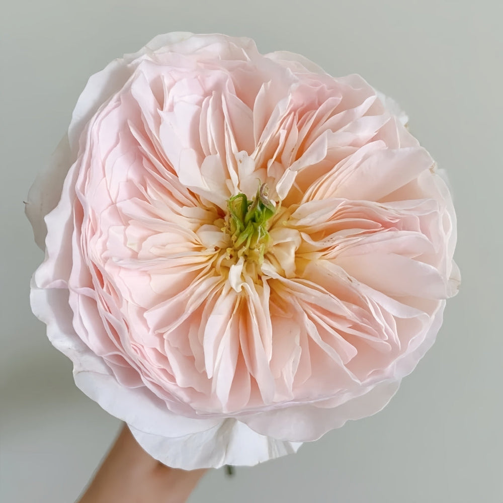 Charity Rose