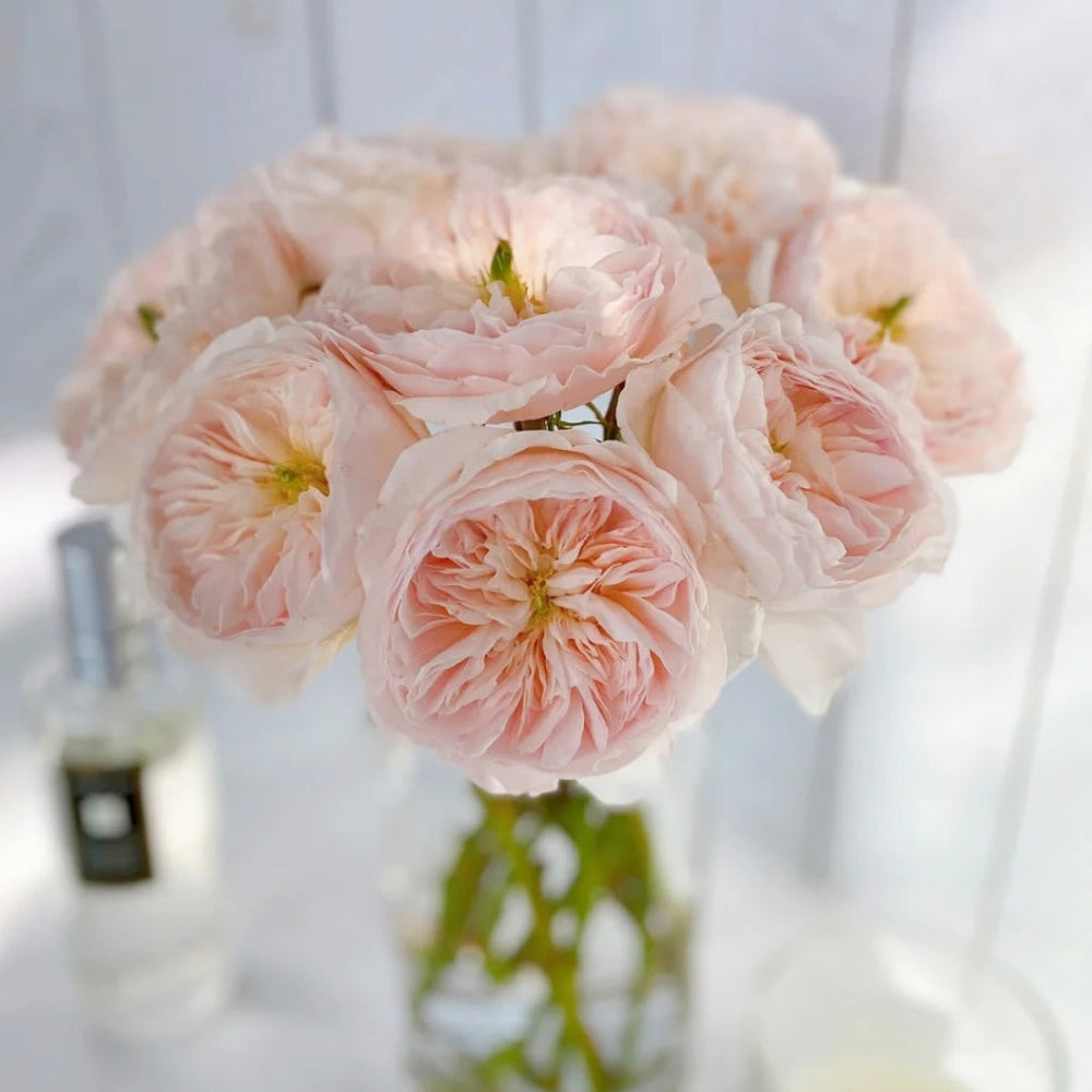 Charity Rose