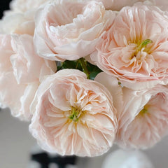 Charity Rose