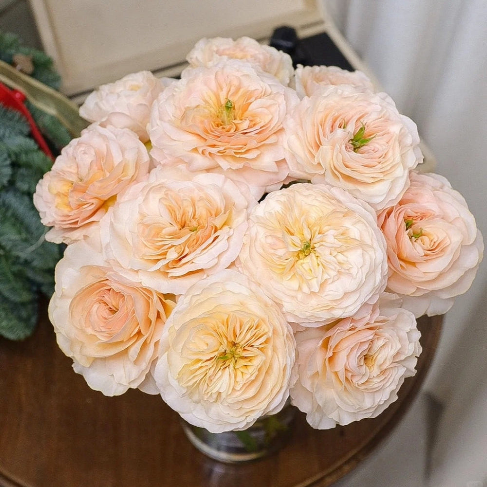 Charity Rose