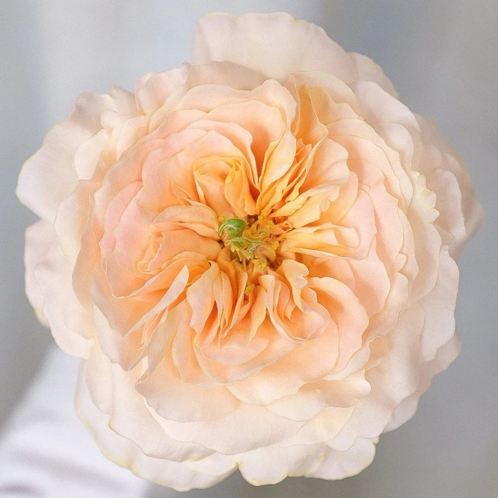 Charity Rose