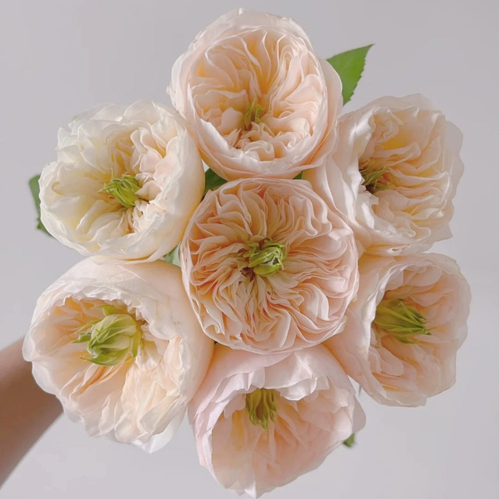 Charity Rose