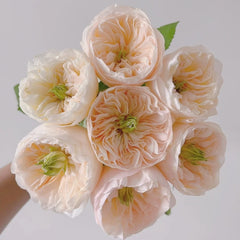 Charity Rose