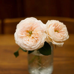 Charity Rose