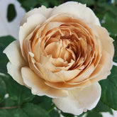 Charlotte Perriand Rose