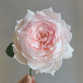 Cherry Antique Rose