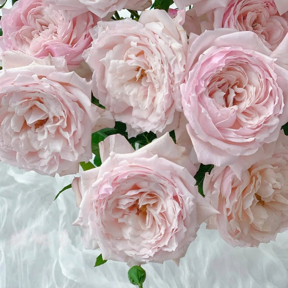 Cherry Antique Rose