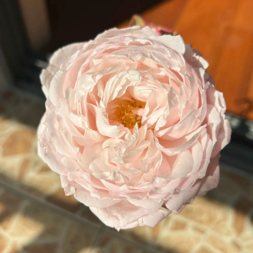 Cherry Antique Rose