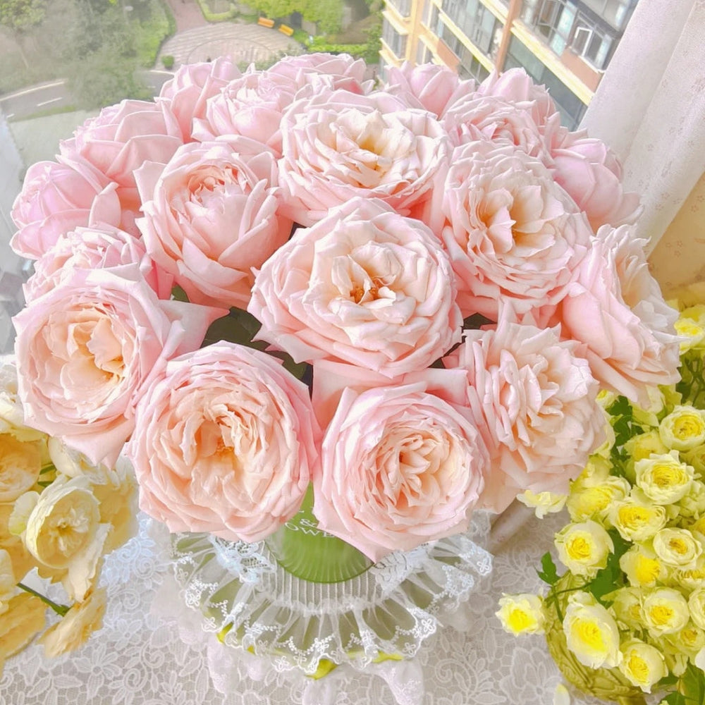 Cherry Antique Rose