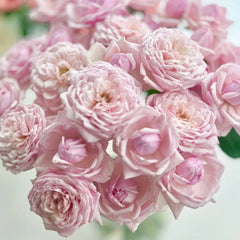 Cherry Antique Rose