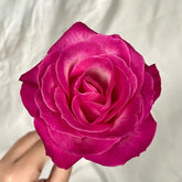 Cherry Avalanche Rose