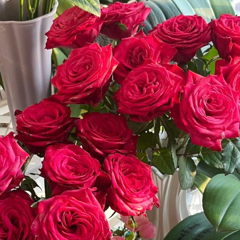 Cherry Lane Rose
