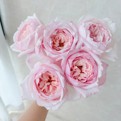 Cherry Lips Rose