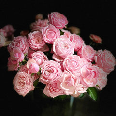 Cherry Lips Rose