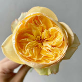 Chestnut Su Rose