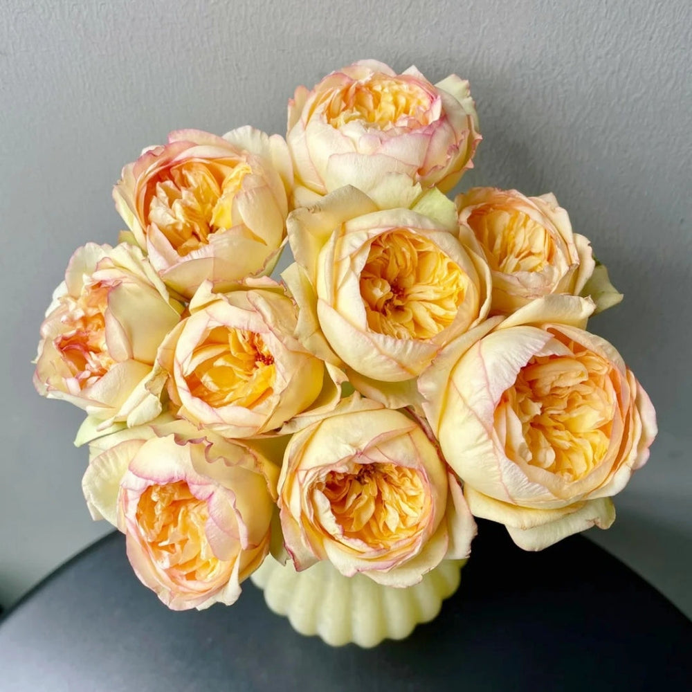 Chestnut Su Rose