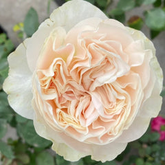 Chiffon Rose