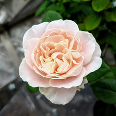 Chiffon Rose