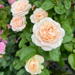Chiffon Rose