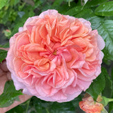 Chippendale Rose