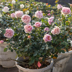 Chocolate Romantica Rose