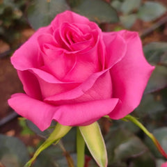Claire Rose