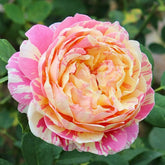 Claude Monet Rose