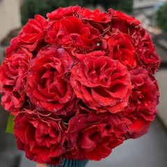 Cola Rose