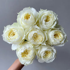 Coldplay Rose
