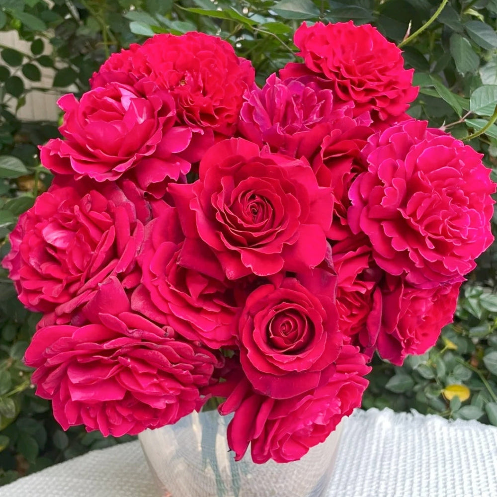 Colline Rouge Rose