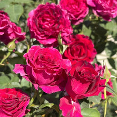 Colline Rouge Rose