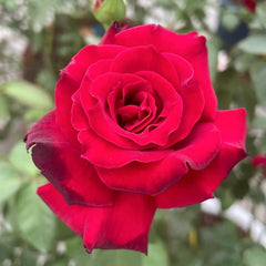 Colline Rouge Rose