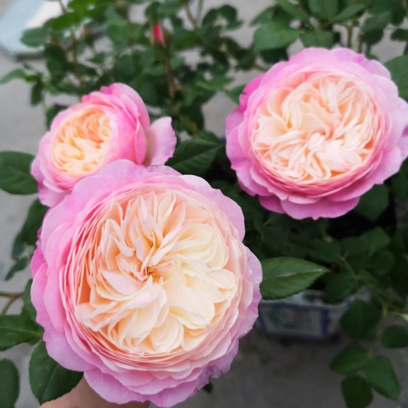 Constance Rose