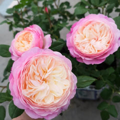 Constance Rose