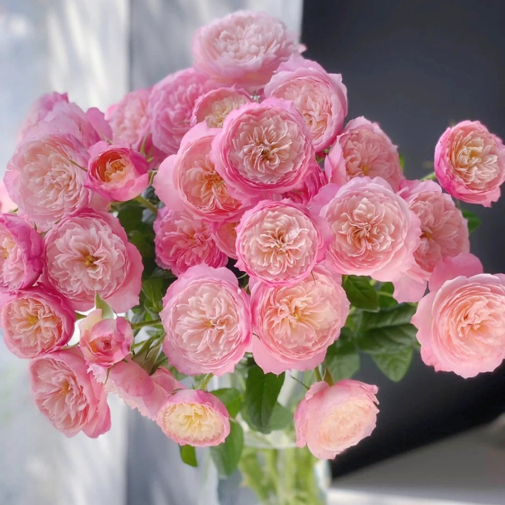 Constance Rose