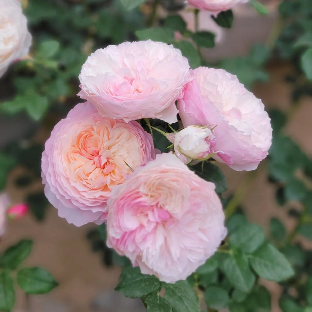 Constance Rose