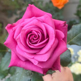 Cool Blue Rose