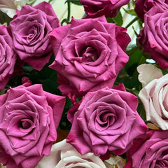 Cool Blue Rose