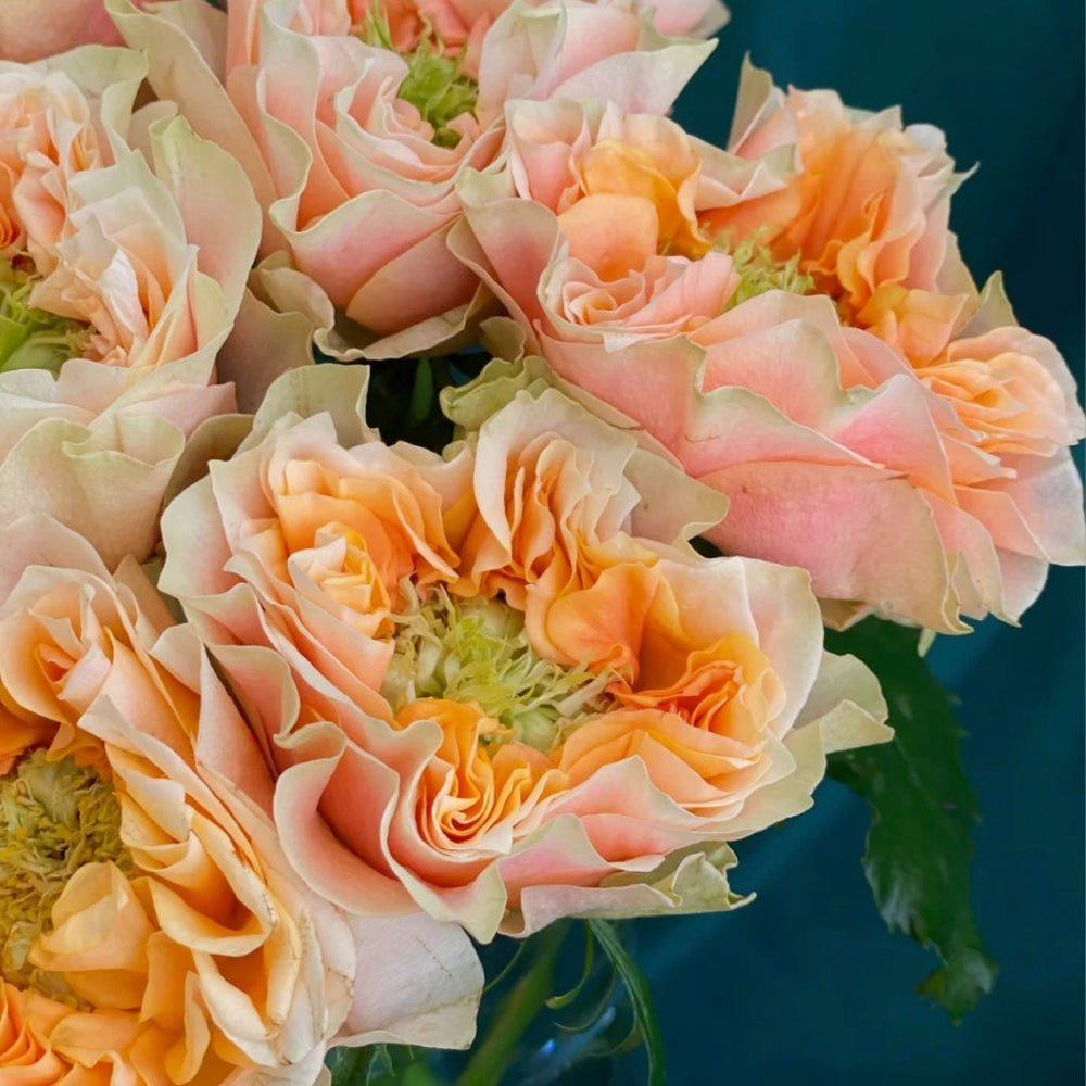 Copperfield Rose