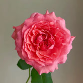 Corail Gelee Rose