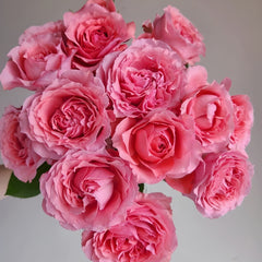 Corail Gelee Rose